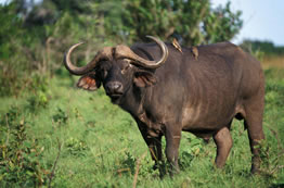 Cape Buffalo - Tsavo West